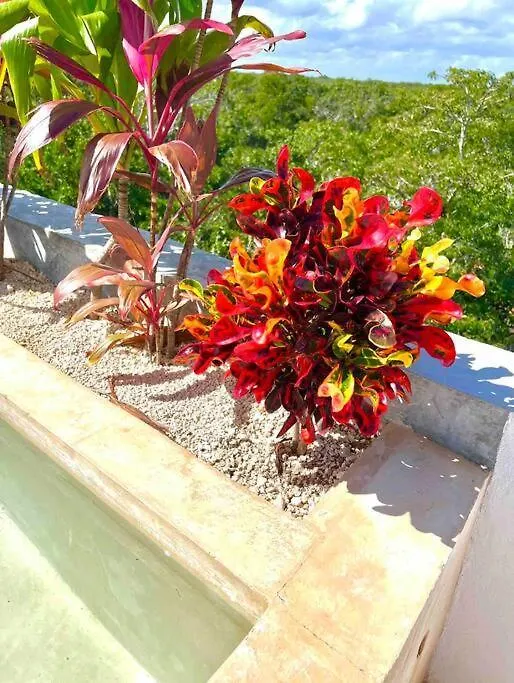 Lush Tulum Rooftop Condo With Ensuite Pool & Wifi Mexico